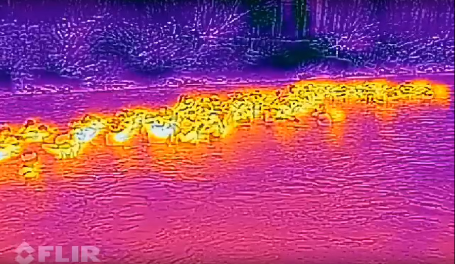 Morsowanie z kamerą termowizyjną FLIR